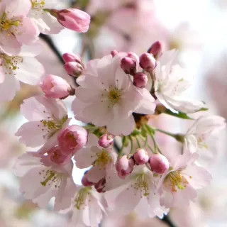 Kompozycja zapachowa FC&F - Cherry Blossom