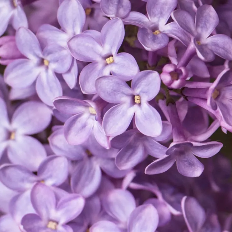 Kompozycja zapachowa EasyFragrances - Lilac Bloom