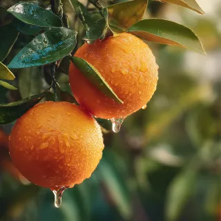 Olejek zapachowy UFIGREEN - Bergamote & Juicy Orange