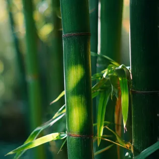 Olejek zapachowy UFIGREEN - Organic Bamboo