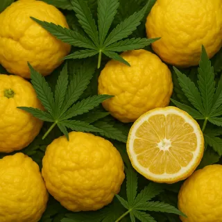 Kompozycja zapachowa EasyFragrances - Hemp Leaves & Lime Haze