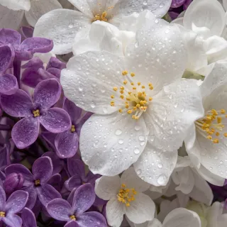 Olejek zapachowy UFIGREEN - Jasmine & Lilac