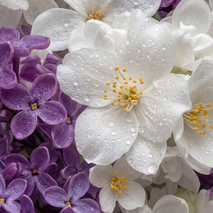 Olejek zapachowy UFIGREEN - Jasmine & Lilac