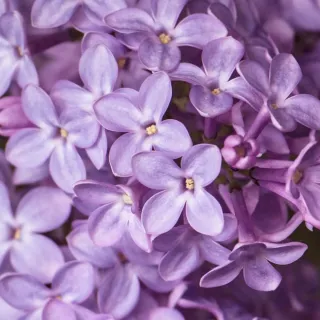 Kompozycja zapachowa EasyFragrances - Lilac Bloom