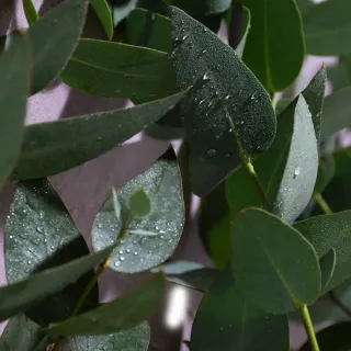 Kompozycja zapachowa EasyFragrances - Eucalyptus & Mint