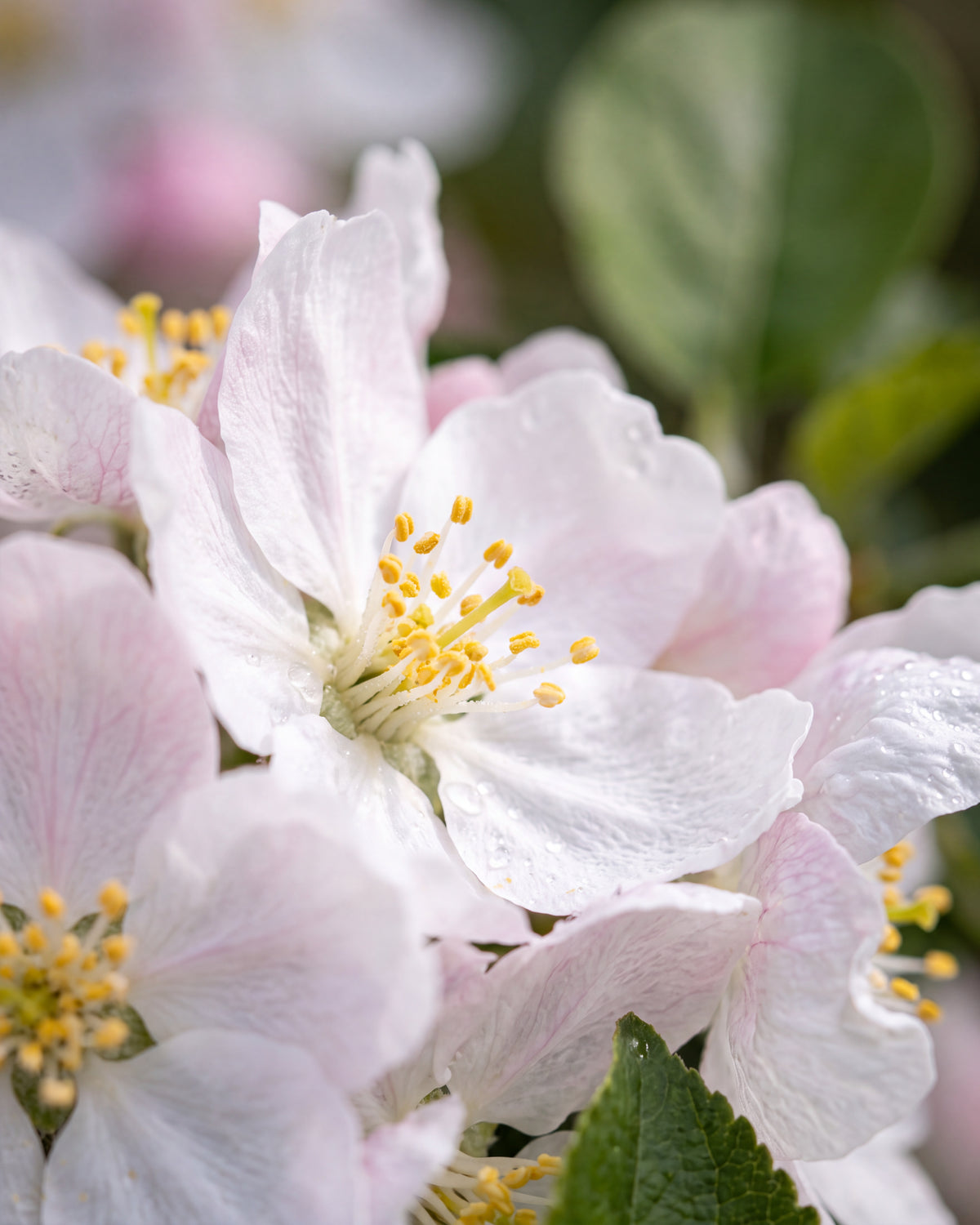 Olejek zapachowy UFIGREEN - Blossom Burst