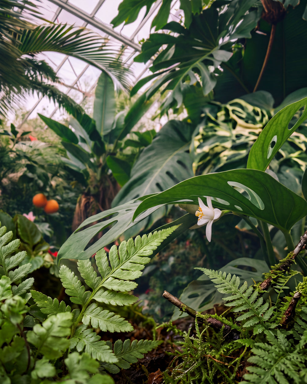 Olejek zapachowy UFIGREEN - Botanic Garden