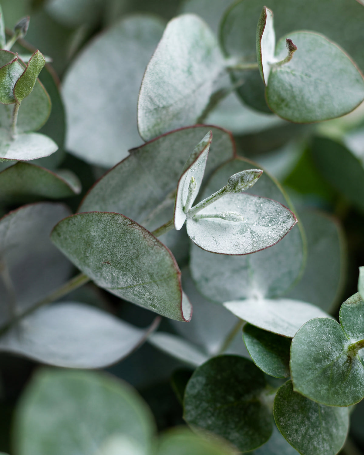 Olejek zapachowy EasyFragrances - Eucalyptus & Mint