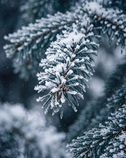 Olejek zapachowy UFIREADY - Frosted Forest