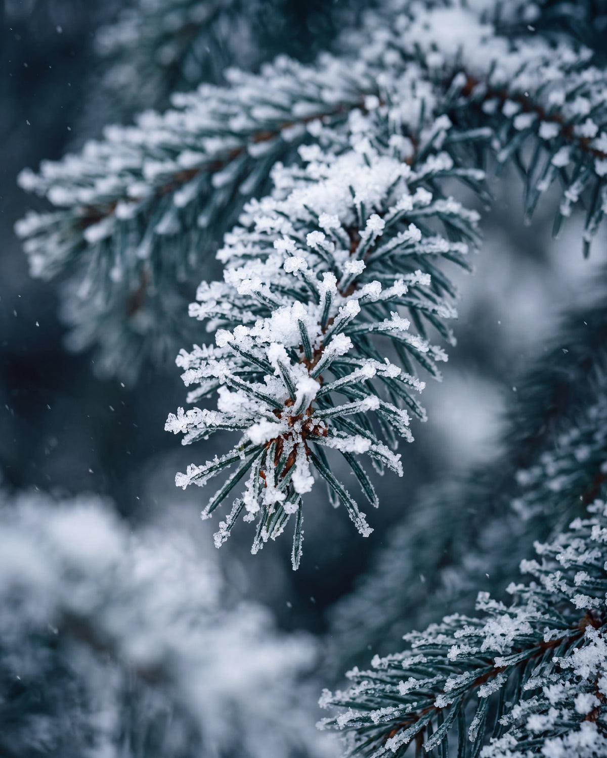 Olejek zapachowy UFIREADY - Frosted Forest