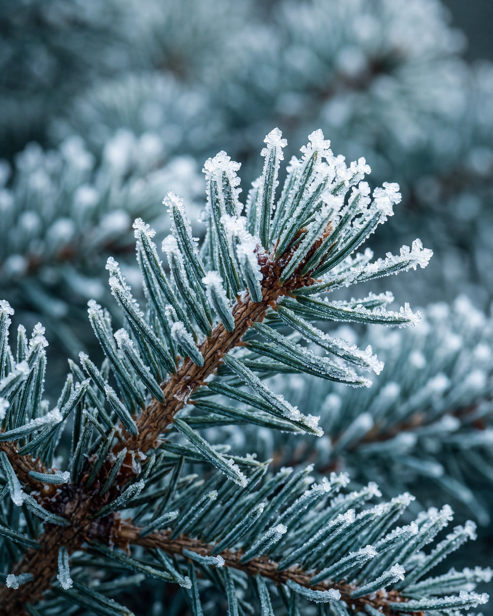 Olejek zapachowy UFIREADY - Frozen Spruce