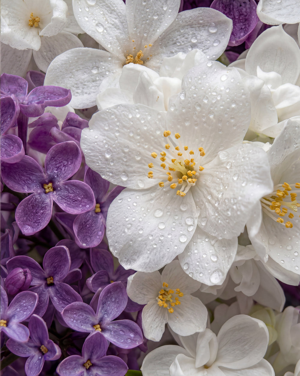 Olejek zapachowy UFIGREEN -  Jasmine & Lilac