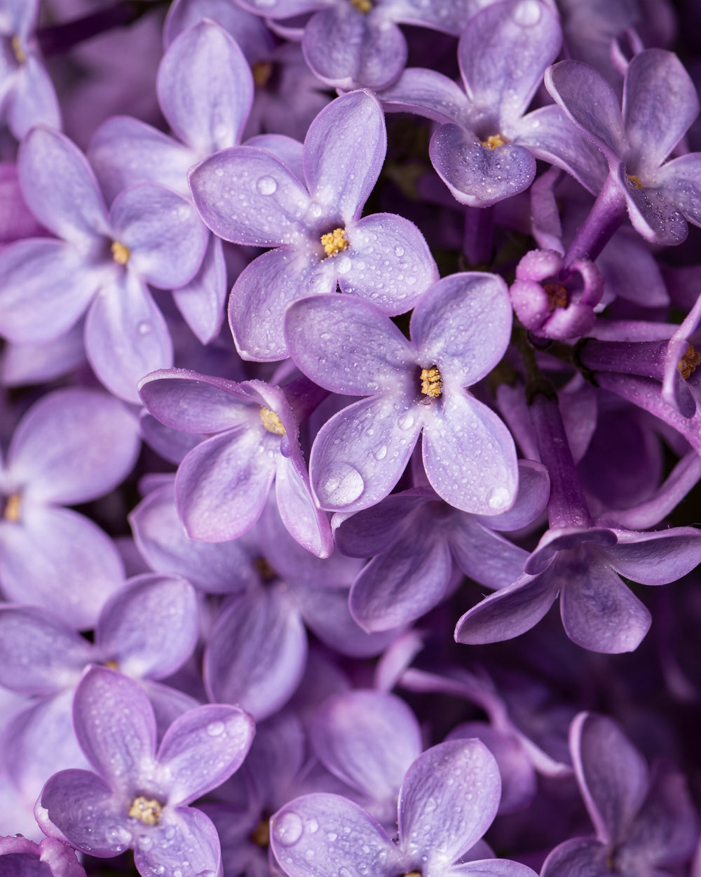 Olejek zapachowy EasyFragrances - Lilac Bloom