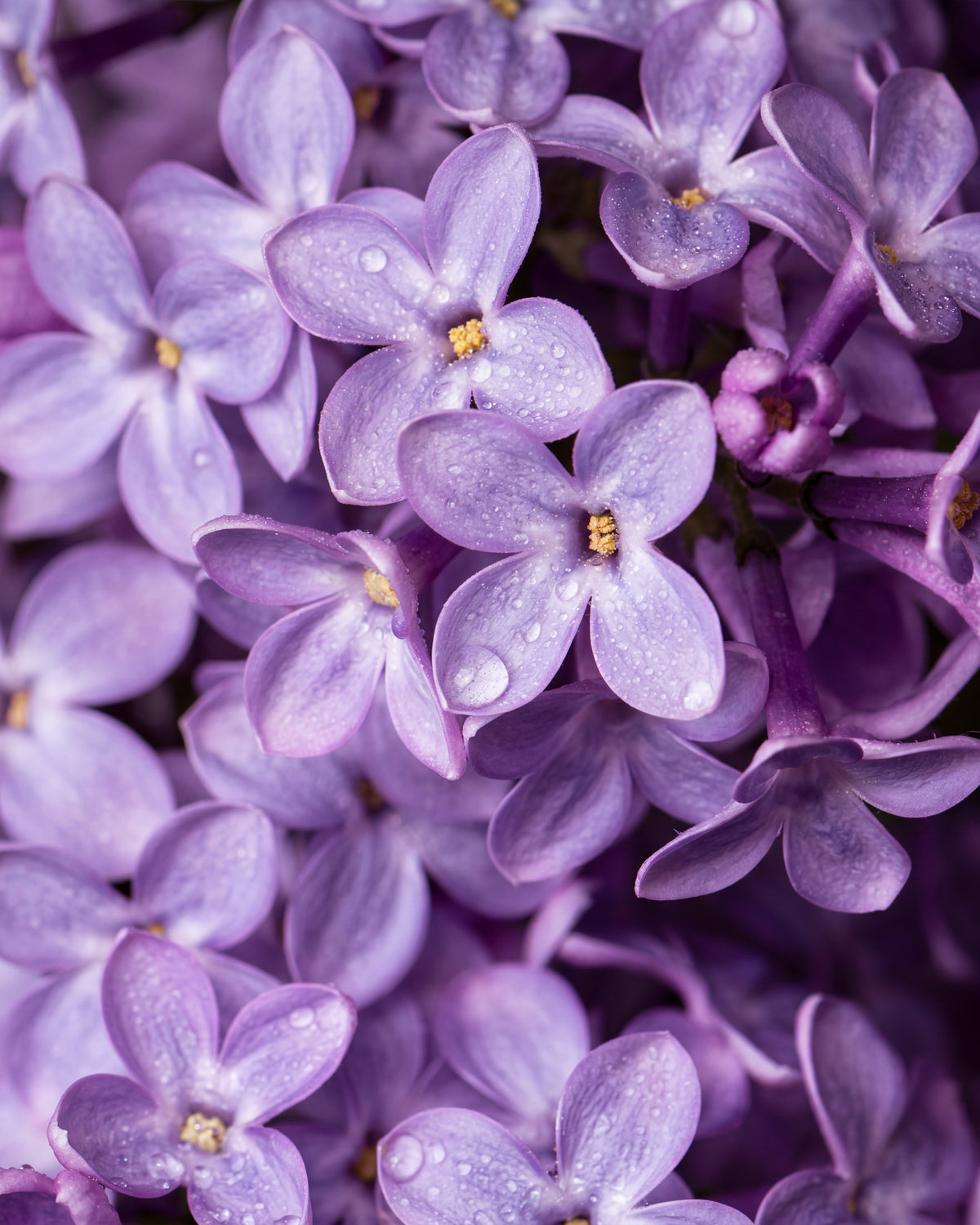 Olejek zapachowy EasyFragrances - Lilac Bloom