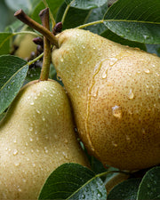 Olejek zapachowy UFIGREEN - Pear