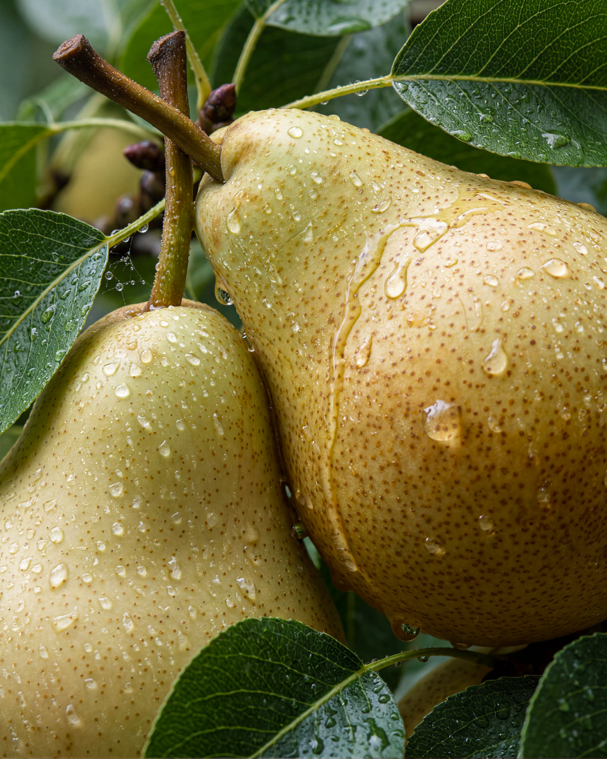 Olejek zapachowy UFIGREEN - Pear