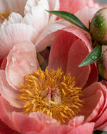 Olejek zapachowy UFIGREEN - Peony Queen