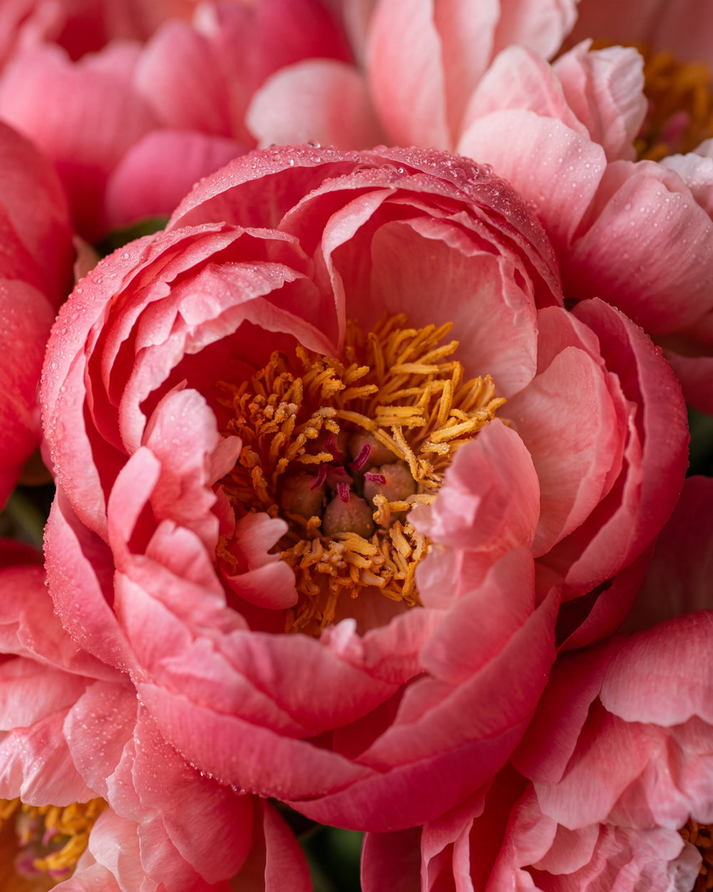 Olejek zapachowy UFIGREEN - Peony