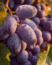 Olejek zapachowy UFIGREEN - Piemont Vineyard
