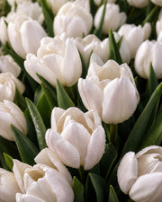 Olejek zapachowy UFIGREEN - Tulip Grace