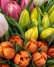 Olejek zapachowy FC&F - Tulips