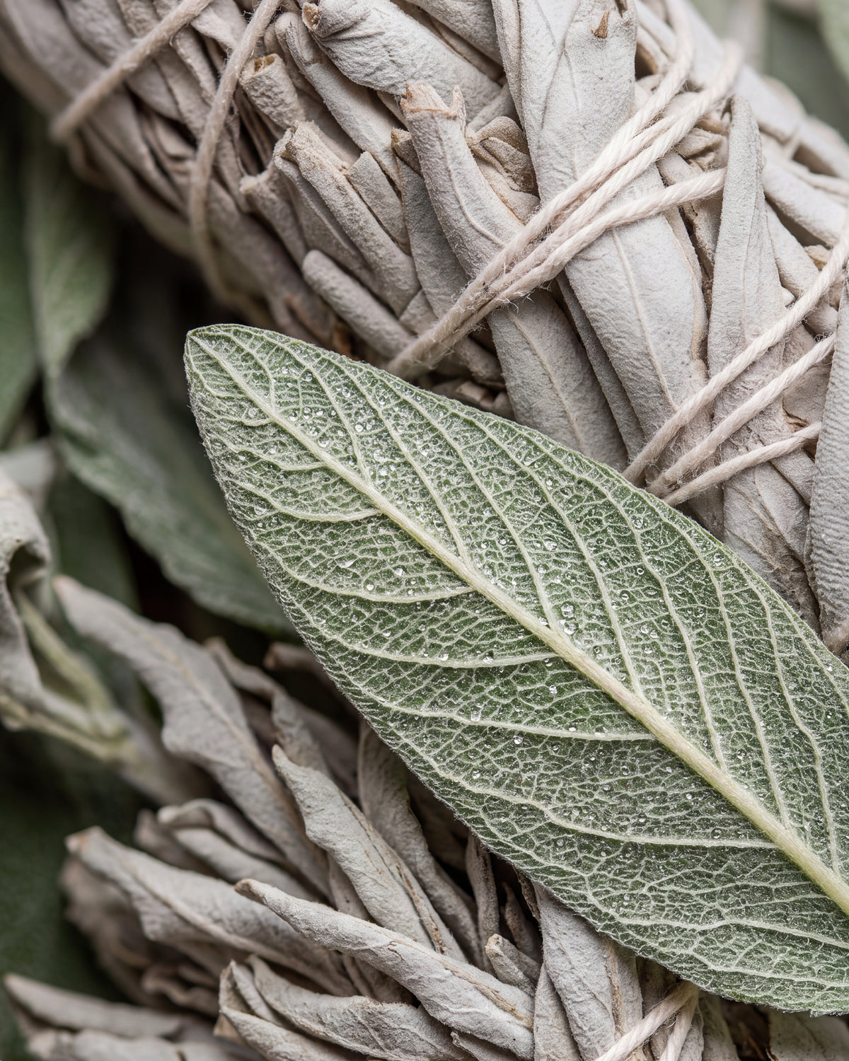 Olejek zapachowy - White Sage