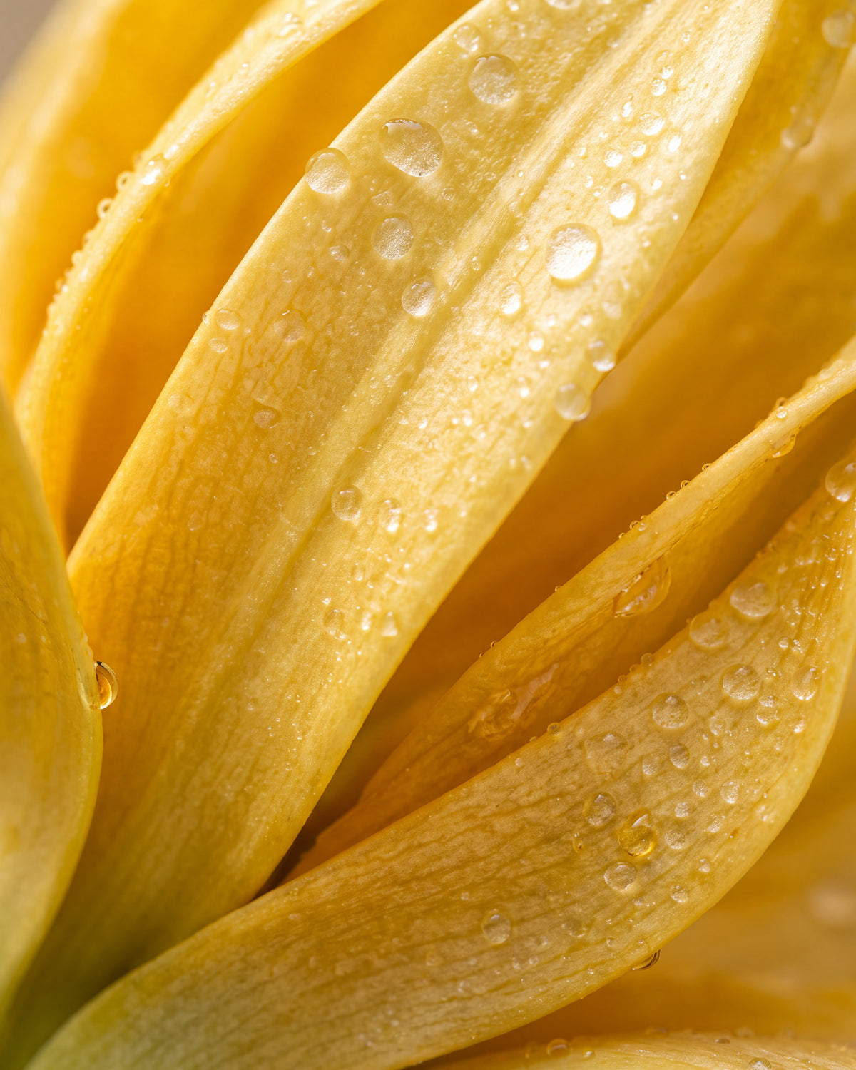 Olejek eteryczny EasyNature - Ylang ylang